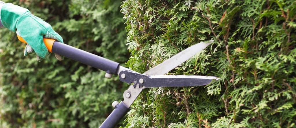 Entreprise d'élagage pour taille de haie en Corse (20) Bûcheron pour couper et abattre arbres et arbustes en Corse (20)