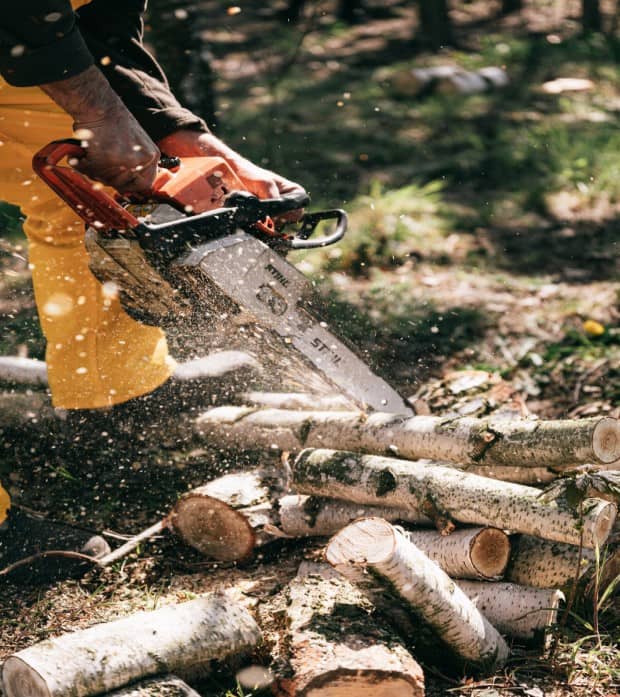 Taillage et élagage d'arbres en Corse (20) Entreprise d'élagage en Corse (20)